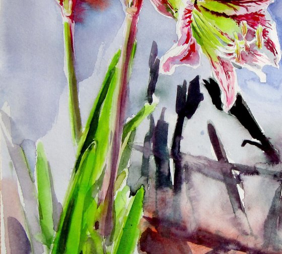 Amaryllis