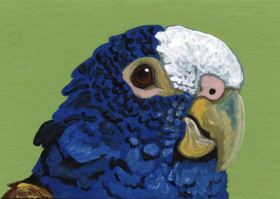 ACEO ATC Original Miniature Painting Pionus Parrot Pet Bird Art-Carla Smale