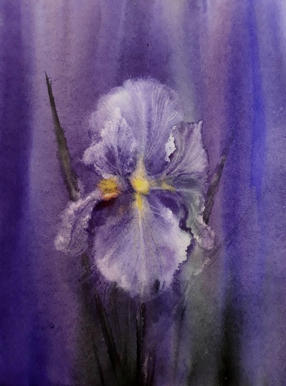 Twilight Iris - purple iris