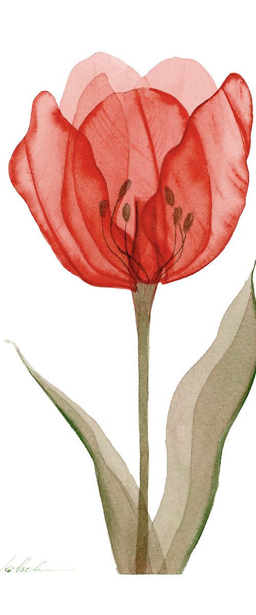 Xray Red Tulip by Olga Koelsch