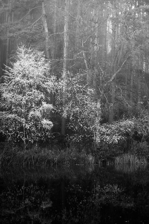 Lake amongst the pines by Darren Rose