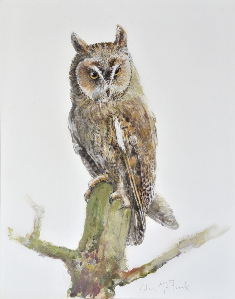 Long-eared owl (Asio otus) by Adam Poltorak