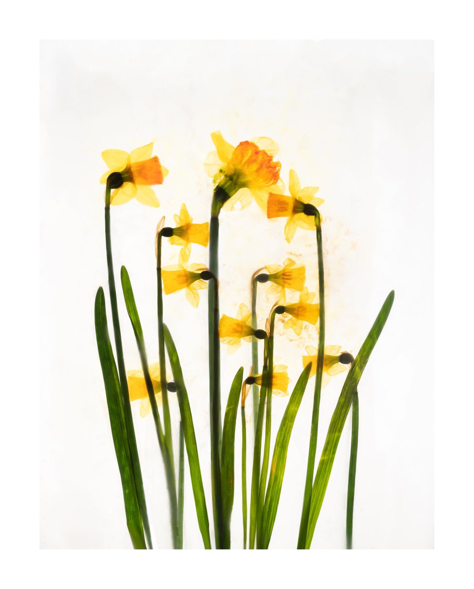 Daffodills 4 by V Sebastian