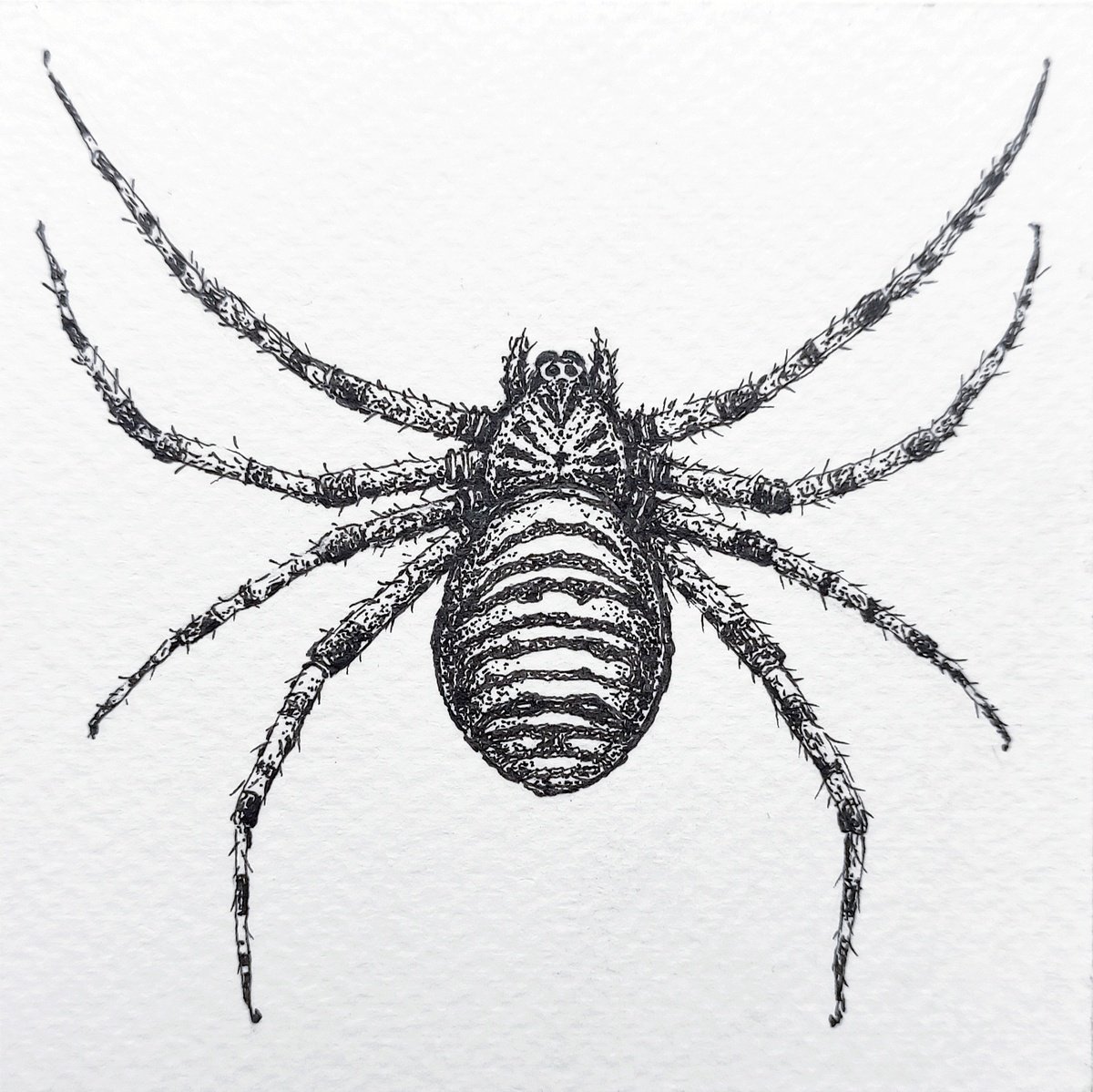 spider by Yana Dulger