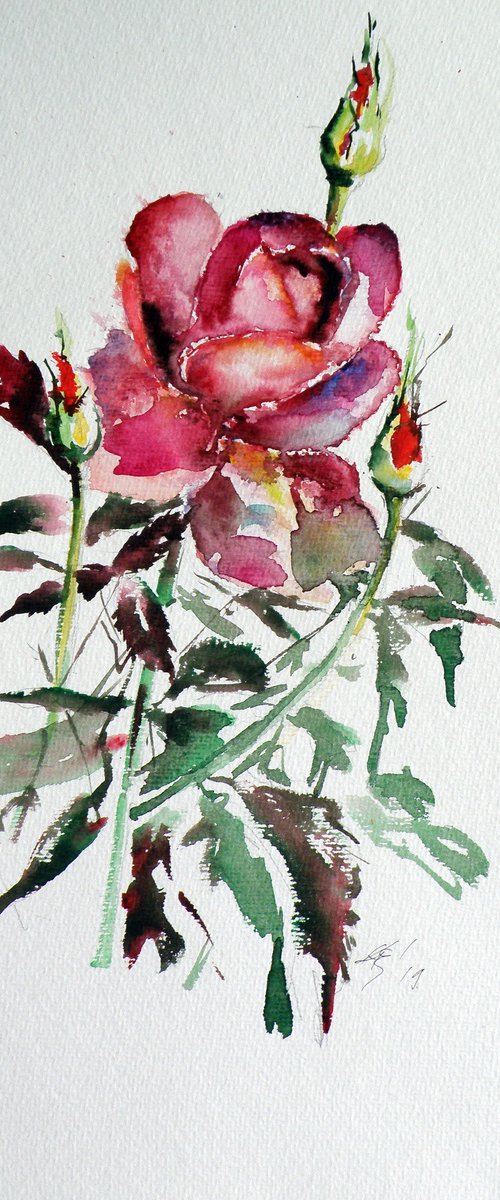 Roses of summer II by Kovács Anna Brigitta