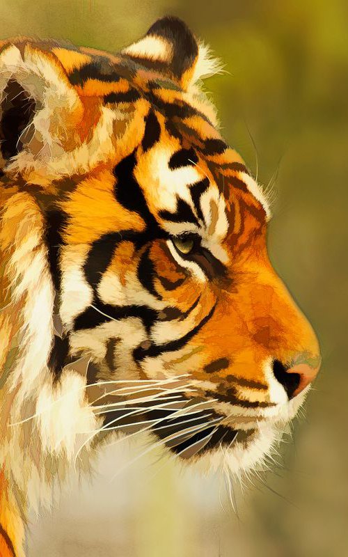 Tiger by Martin  Fry