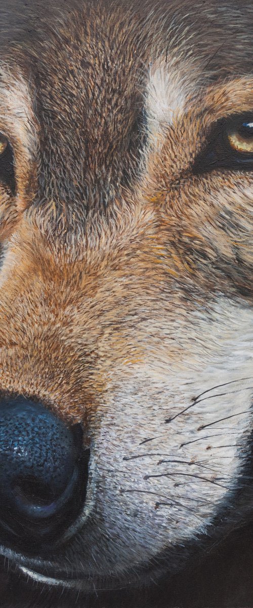Wolf portrait by Norma Beatriz Zaro