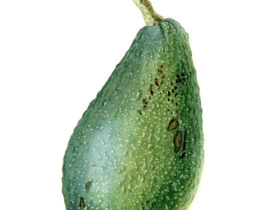 Avocado Fruit