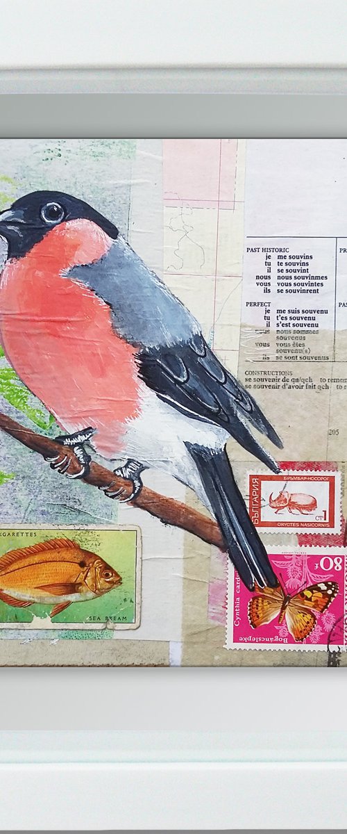 Bullfinch - Ornithology #9 by Carolynne Coulson