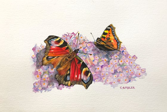 Butterflies on the Buddleia
