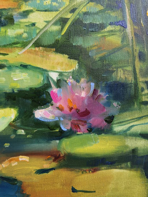 pink water lilies