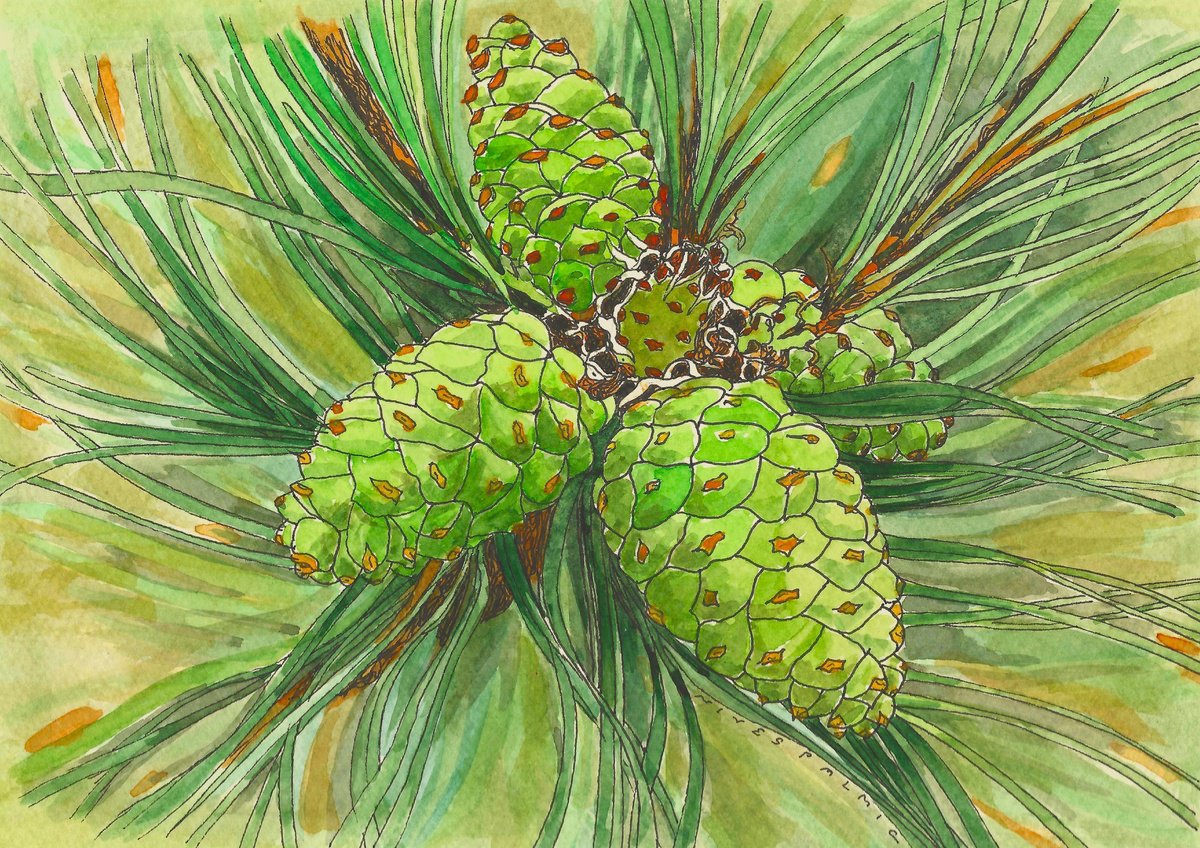 PINE CONES V by Nives Palmic