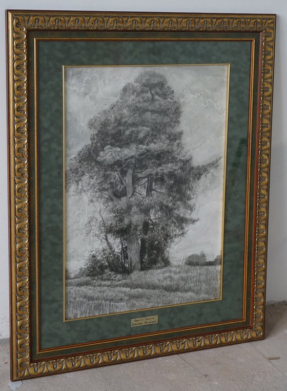 Pine and Spruce