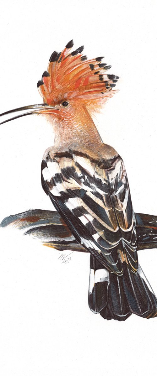 Eurasian Hoopoe by Daria Maier