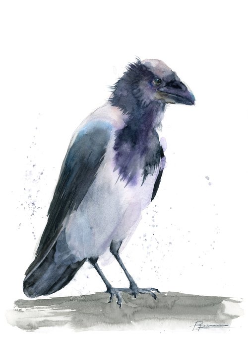 Hooded Crow by Olga Shefranov (Tchefranov)