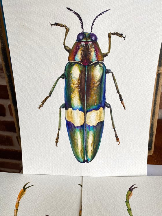 Radiant Majesty: Chrysochroa Edwardsi Beetle