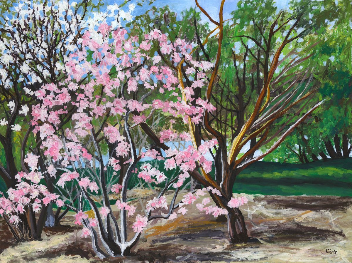 Magnolias at Lake Nokomis by Christina M Plichta