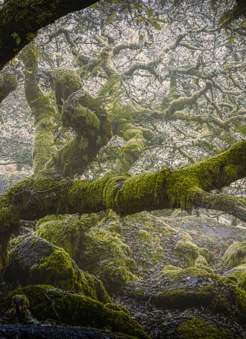 Wistman's Wood Dartmoor by Paul Nash