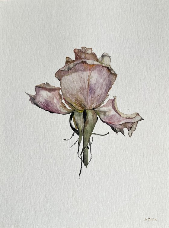 Solo Rose Watercolour