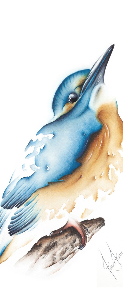 Kingfisher by ieva Janu