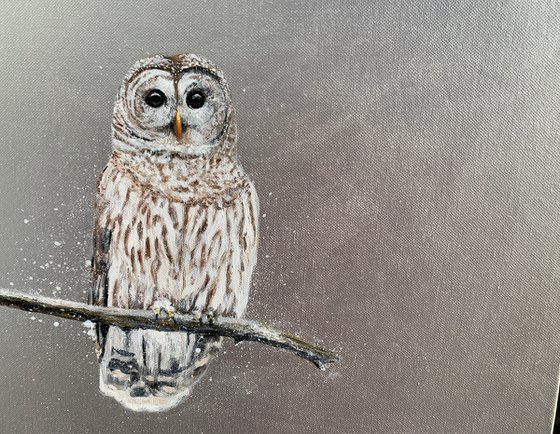 Tawny Owl ~ on silver