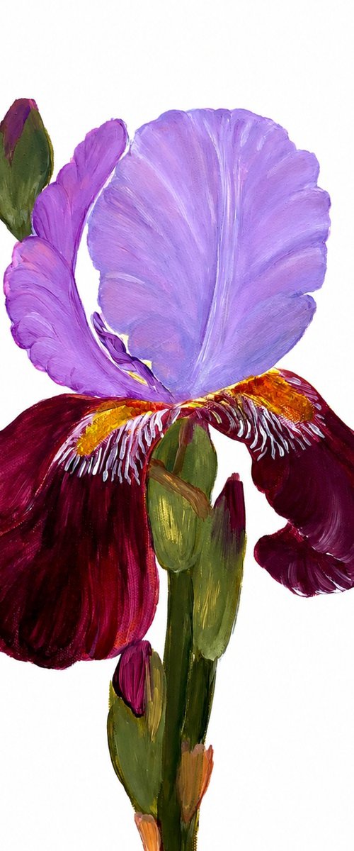 Iris flower spring, garden, botanical by Nataliia Krykun