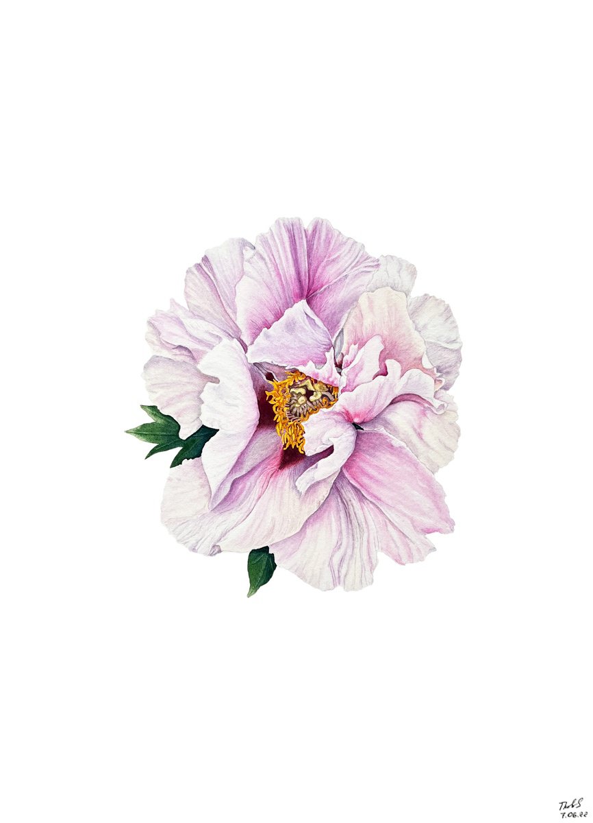 Photorealistic Botanical Watercolour By Tetiana Kovalova, 10 X 14", Bashful Peony, Original Artwork