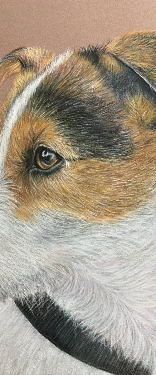 Pastel dog by Maxine Taylor