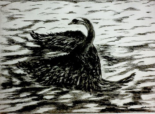 Swan in Solitude by Lolana