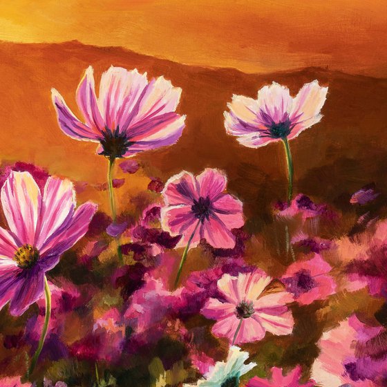 Pink cosmos field at warm sunset