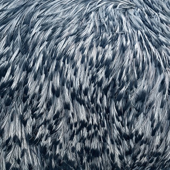 Emu feathers