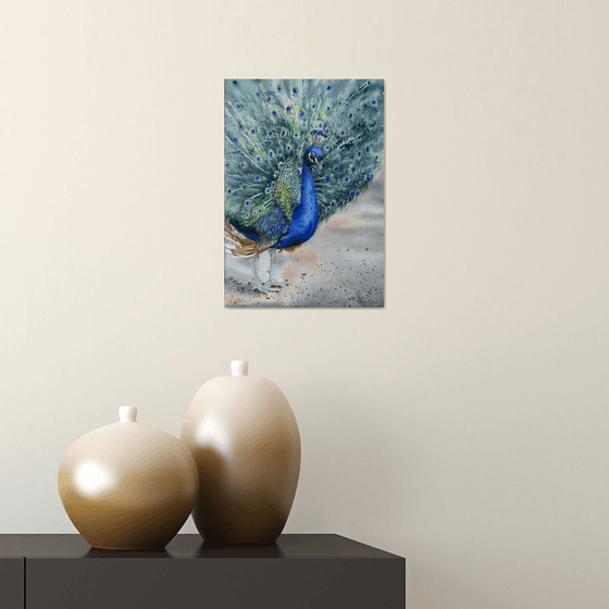 Peacock in full splendour