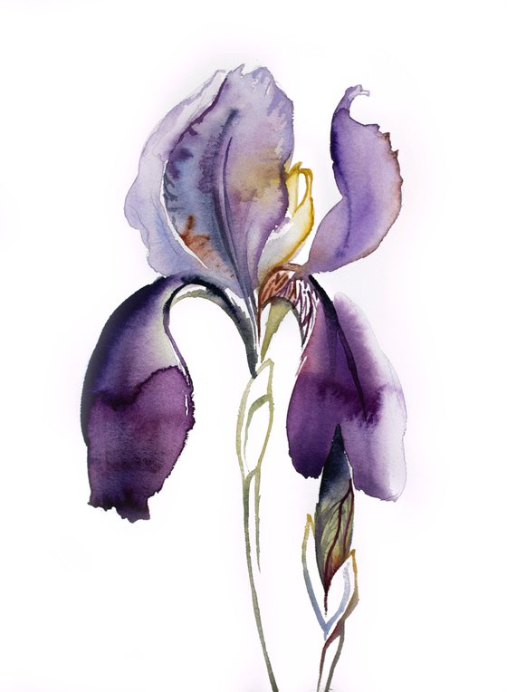 Iris No. 125