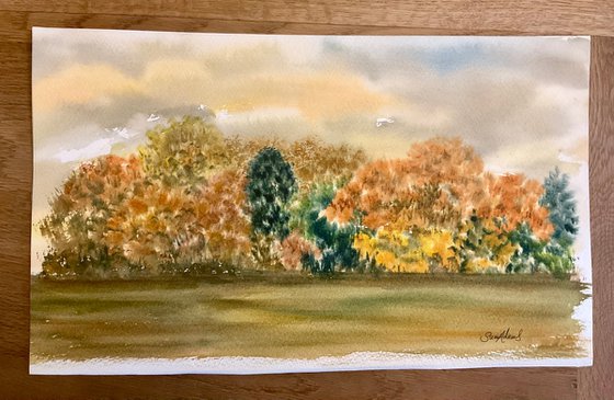 Admiring the autumn tree colours