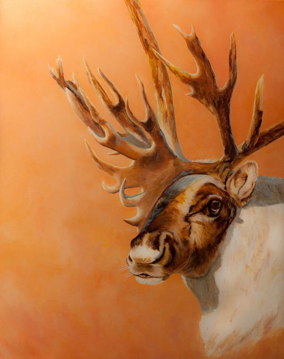 Bull Caribou by Dan Twitchell, OPA, AIS