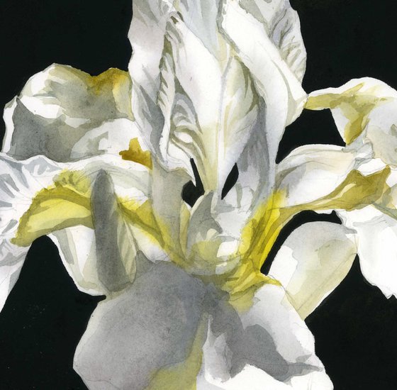 Japanese white iris watercolor