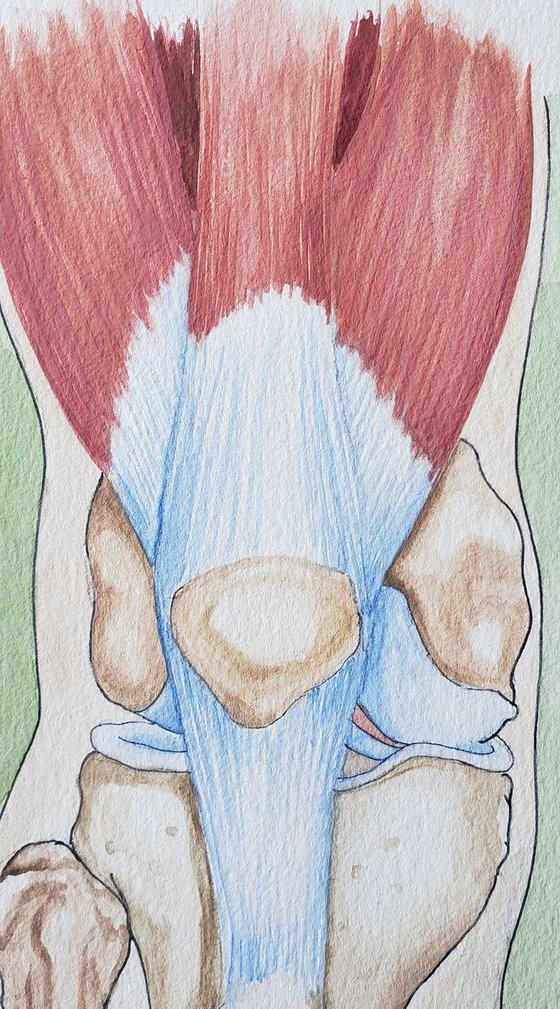 Anatomy - The Knee II