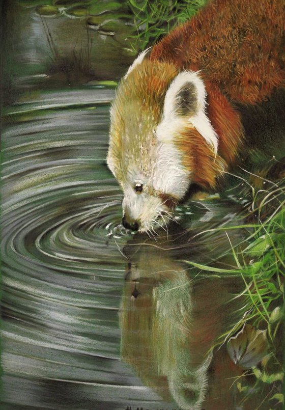 Red Panda 4