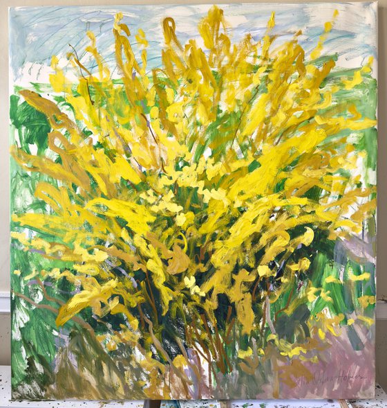 Forsythia in my garden.