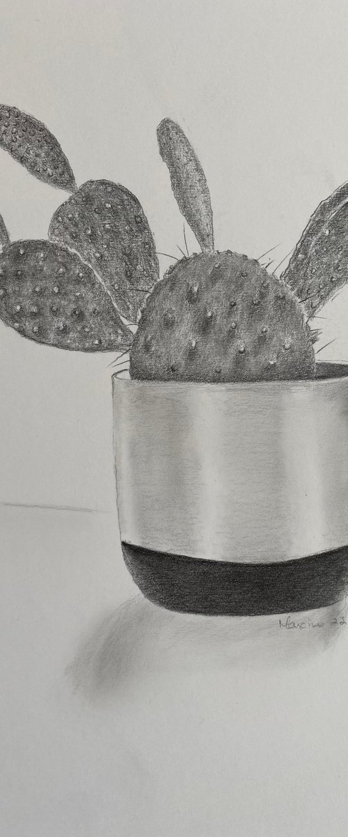 Cactus by Maxine Taylor
