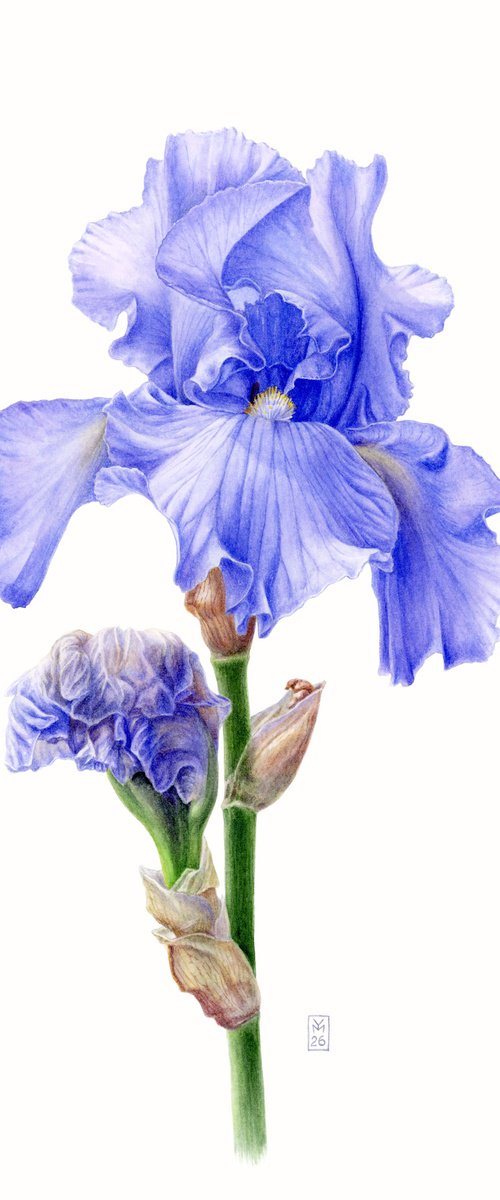 Blue Iris Side View by Yuliia Moiseieva