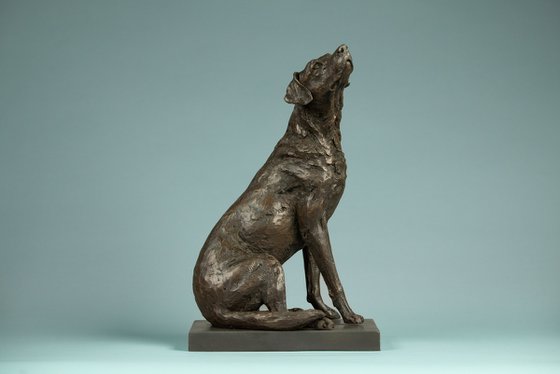 "Affection"Labrador BR