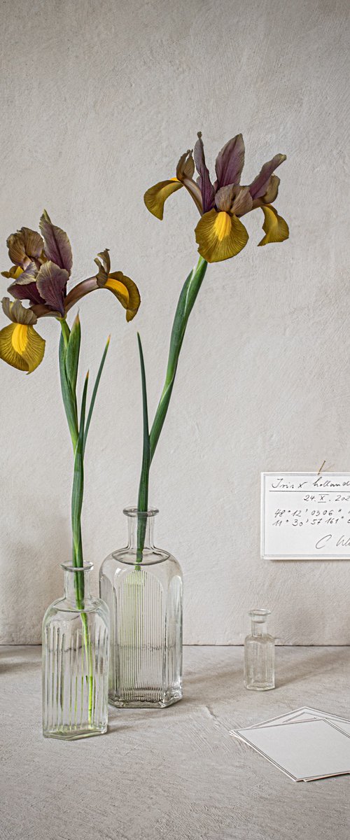 Iris hollandica by Cornelia Weber
