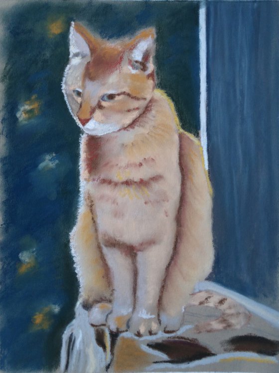 Ginger cat lit by the sun - the best gift for cat lovers