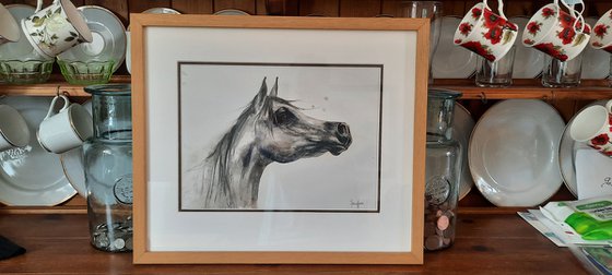 Watercolour Horse Painting - Original Grey Arab - Framed