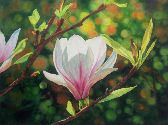 Magnolia Blossoms - Pink Magnolias - Blooming Flower Magnolia  - Springtime