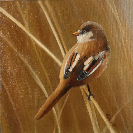 Bearded Tit, Bird Artwork, Animal Art Framed