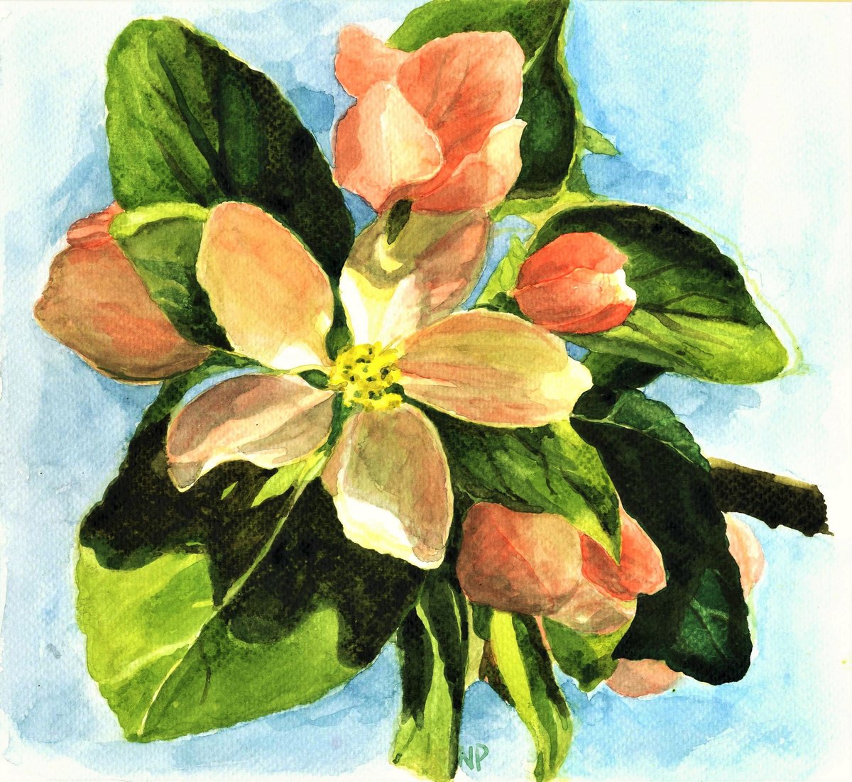 APPLE FLOWER by Nives Palmic