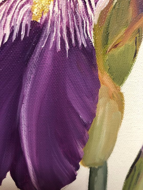 Iris flower spring, garden, botanical