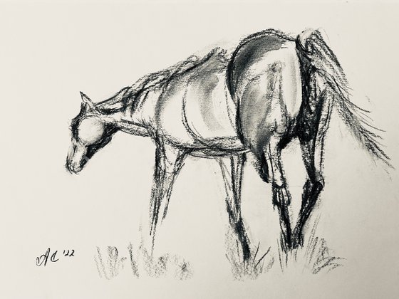 Charcoal: Sketch of Horse